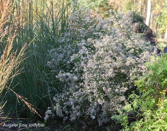 Erikinis astras (Aster ericoides) 'Golden Spray'